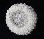 Coelopleurus coronalis (LESKE 1778) - Bild © FossNet FossilienStore